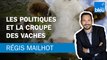 Régis Mailhot : Les politiques et la croupe des vaches