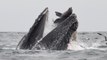 Baleine : un cétacé photographié en train 