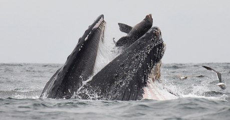 Baleine : un cétacé photographié en train "d'avaler" un lion de mer