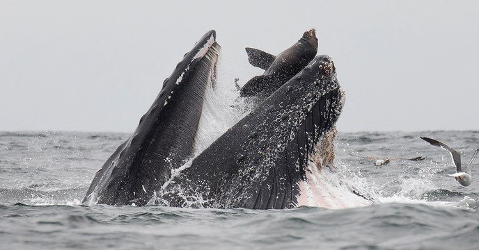 Baleine : un cétacé photographié en train d'avaler un lion de mer