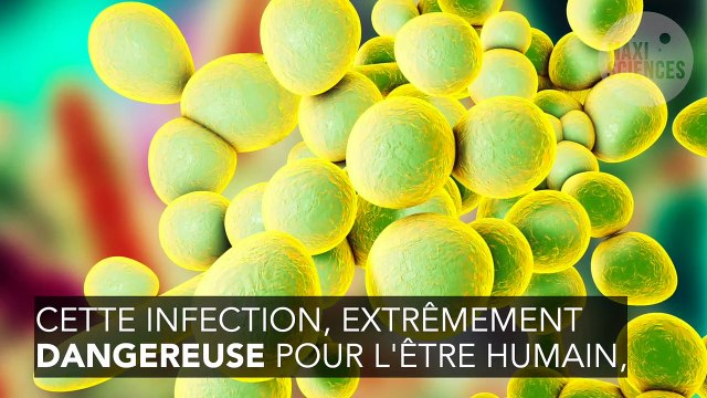 Candida auris : une infection dangereuse émergerait à cause du réchauffement climatique