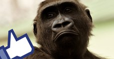 La réaction hilarante de gorilles sous une averse fait le buzz sur Facebook (Vidéo)