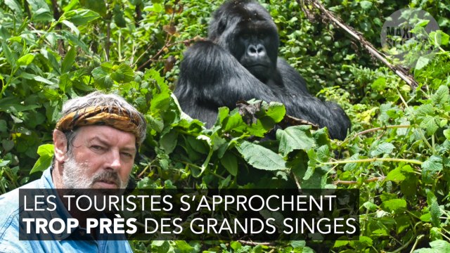 Ne prenez pas de selfie avec les gorilles : vous pourriez leur transmettre de graves maladies