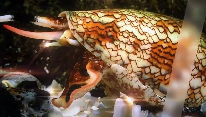 Micro Predators  Wild Ones  Episode 12   Documentary