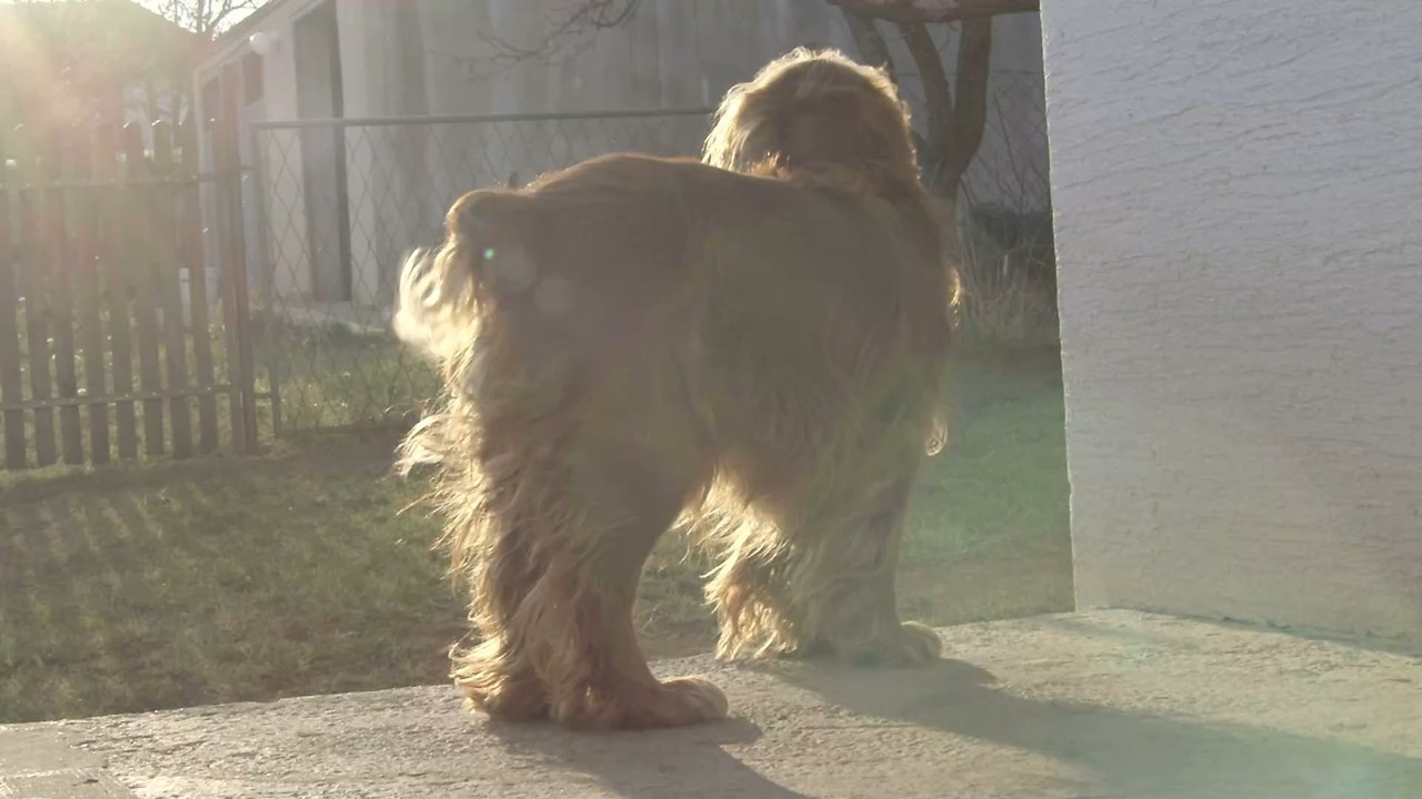 Pregnant dog gives birth to puppies moments after being abandoned