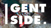 Crevette-mante : leur surpuissante vision enfin expliquée