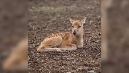 Naissance d'un cerf du Père David en captivité, une espèce déclarée éteinte