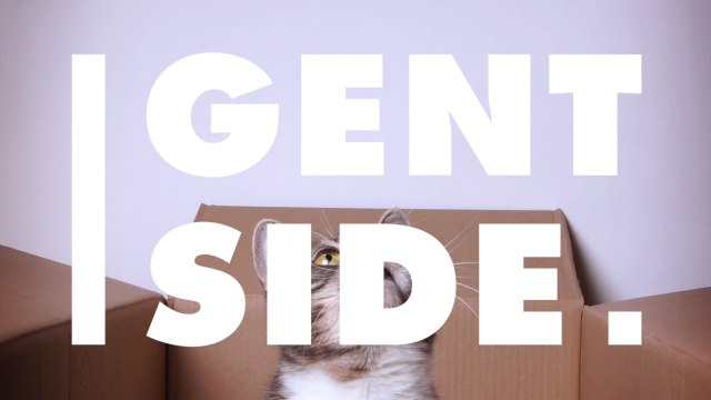 On sait pourquoi les chats adorent se mettre dans des boîtes