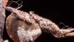 Hyptiotes cavatus, l'araignée qui se catapulte sur ses proies