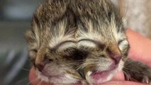 Insolite : un chaton à deux têtes est né aux États-Unis
