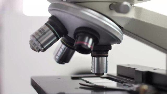 Les scientifiques découvrent le plus vieux fossile d'un animal terrestre