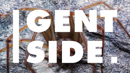 Cette araignée très effrayante récemment identifiée aime vivre sous votre lit