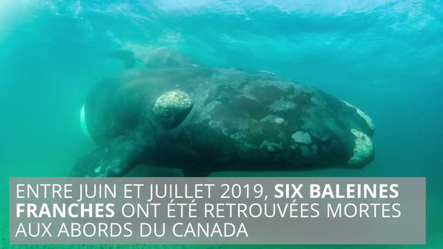 L'inquiétante disparition des baleines noires à travers le monde
