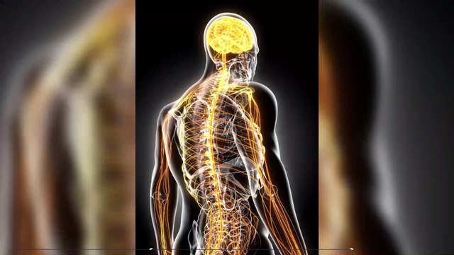 Une méthode révolutionnaire pour faire repousser un nerf avec un tube en polymère et des protéines