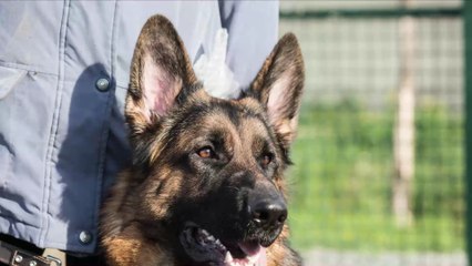 Coronavirus : le premier chien testé positif au Covid-19 aux États-Unis est décédé