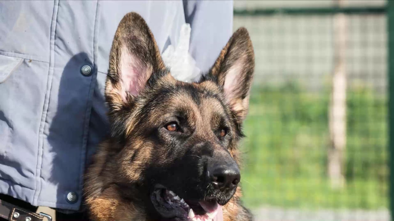 Coronavirus : le premier chien testé positif au...