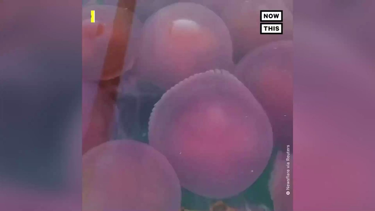 Aux Philippines, des milliers de méduses roses s'approprient une plage désertée par les touristes