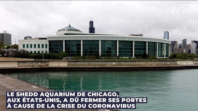 Coronavirus : des pingouins rendent visite aux autres animaux de leur aquarium fermé à cause de l'épidémie