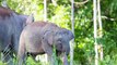 Pologne : le zoo de Varsovie va donner du cannabis aux éléphants contre le stress