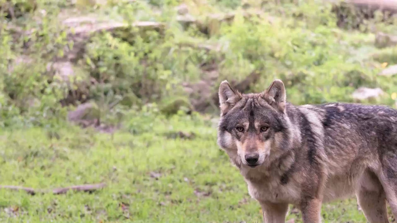 Un loup "très probablement" photographié en Seine-Maritime : "une première depuis plus d'un siècle"
