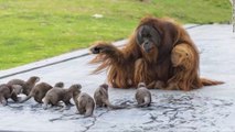 Une amitié improbable entre des orangs-outans et des loutres capturée dans un zoo
