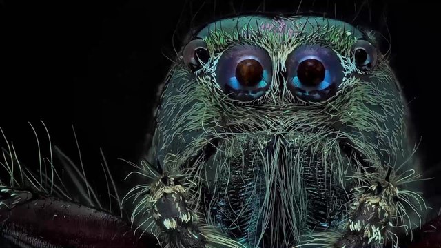 Australie : découverte d'une nouvelle espèce d'araignée sauteuse au visage bleu
