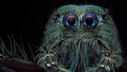 Australie : découverte d'une nouvelle espèce d'araignée sauteuse au "visage bleu"