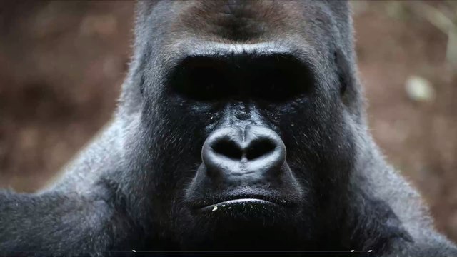 Insolite : des gorilles sauvages filmés en train de chanter (VIDEO)