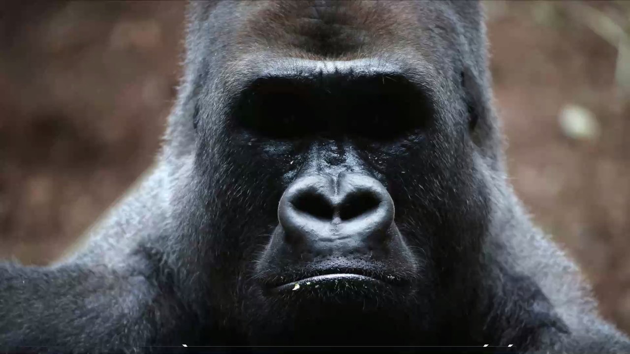 Insolite : des gorilles sauvages filmés en train de chanter (VIDEO)