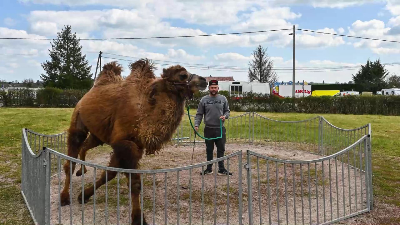 Protection animale : les animaux sauvages vont bientôt être interdits dans les cirques itinérants