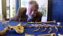 Les ossements d'un dinosaure ailé découvert en Argentine
