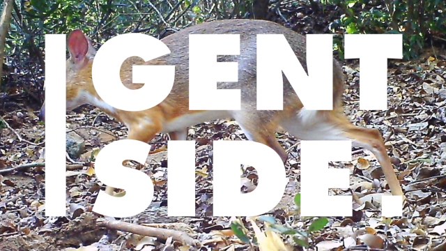 Un étonnant cerf-souris photographié au Vietnam pour la première fois en 30 ans (VIDÉO)