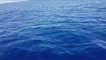 Sicile : un requin blanc de 5 mètres a été aperçu et filmé