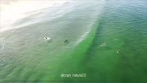 Afrique du Sud : un requin blanc filmé sous les planches de surfeurs