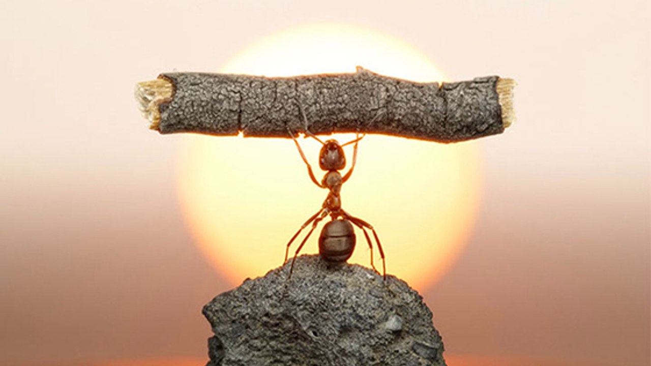 Insolite : pourquoi ces fourmis décorent-elles leur nid avec les têtes de leurs ennemis ?