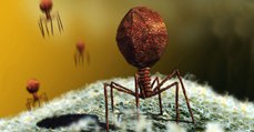 Virus : plus de 140.000 espèces identifiées dans nos intestins