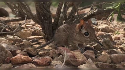 Musaraigne-éléphant : cet étrange animal que l'on pensait disparu depuis un demi-siècle existe toujours