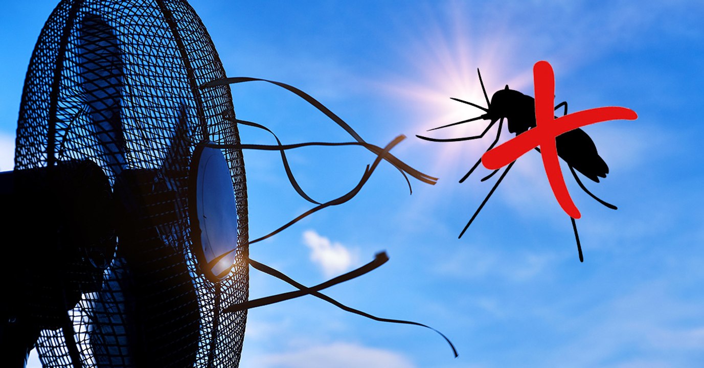 Moustique : 750 millions de moustiques génétiquement modifiés relâchés en Floride