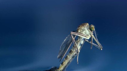 États-Unis : des nuages de moustiques tueurs ravagent le sud du pays et s'attaquent aux bêtes