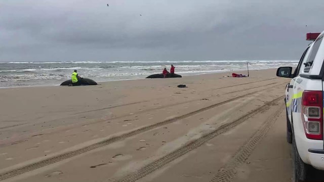 Australie : plus de 200 cétacés échouées dans une baie en Tasmanie