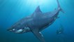 Requin : voici la taille gigantesque du mégalodon, l'un des plus grands prédateurs de tous les temps