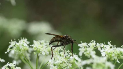 La WWF tire la sonnette d'alarme : deux-tiers des animaux sauvages ont disparu en 50 ans