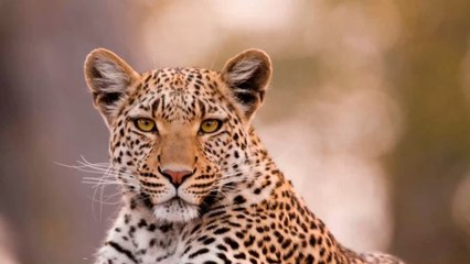 Afrique du Sud : Un léopard finit dans un restaurant en chassant sa proie