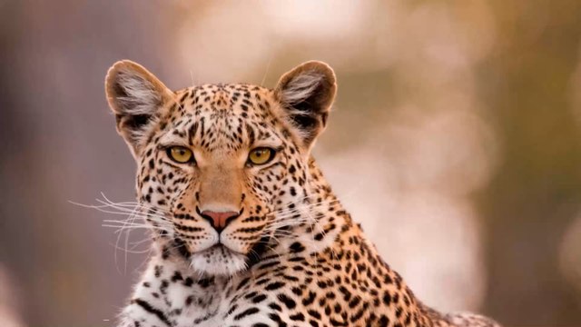 Afrique du Sud : Un léopard finit dans un restaurant en chassant sa proie