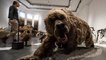 Sibérie : découverte d'un ours des cavernes momifié depuis plusieurs milliers d'années