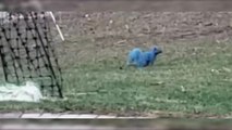 Insolite : Un étrange écureuil bleu filmé dans un jardin, est-ce une mauvaise blague ?