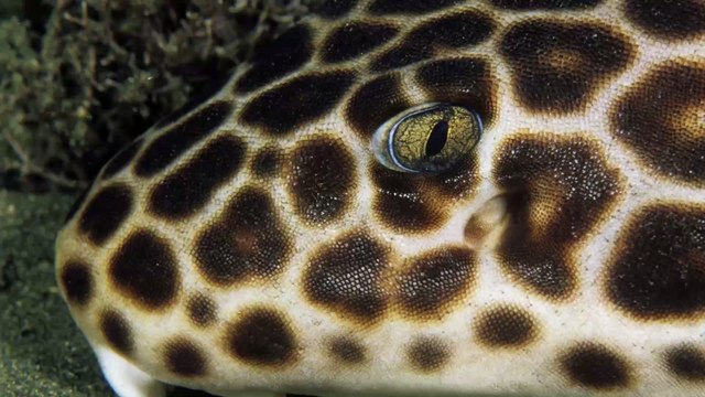 Hemiscyllium : des espèces de requins qui ont appris à marcher sous l'eau