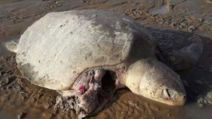Guyane : des tortues gravement blessées par des chiens