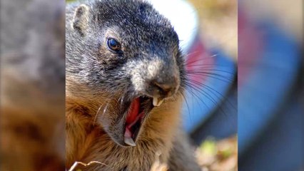 Mongolie : un adolescent de 15 ans meurt de la peste bubonique après avoir mangé une marmotte