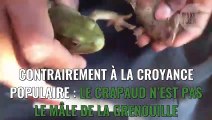 Litoria mira : découverte d'une nouvelle espèce de 